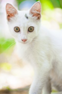 bir sokak kedisi Close-Up 