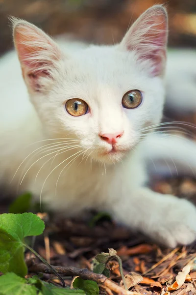 Close-up van een straat kat — Stockfoto