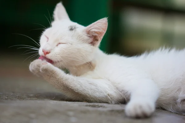 Bir sokak kedisi Close-Up — Stok fotoğraf