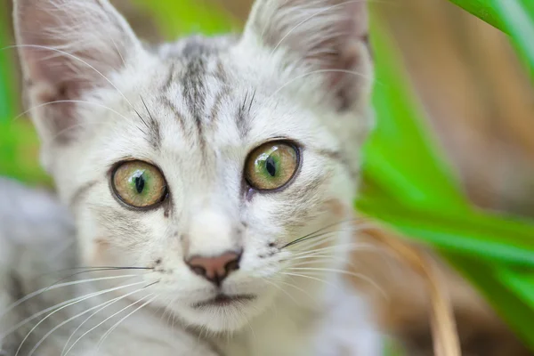 길거리 고양이의 클로 우즈 업 — 스톡 사진