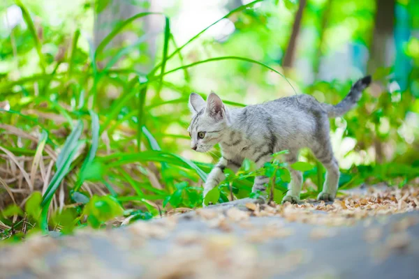 一只流浪的猫的特写镜头 — 图库照片