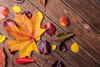 Sonbahar Yaprakları