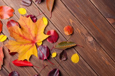 Sonbahar Yaprakları