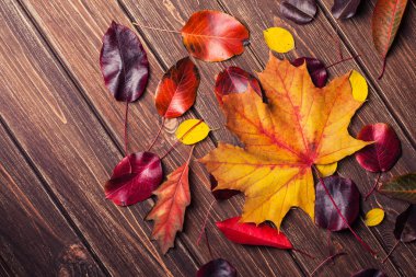 Sonbahar Yaprakları