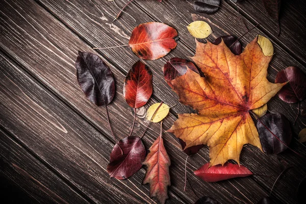 Herbstblätter — Stockfoto