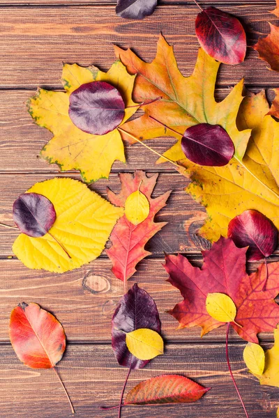 Herbstblätter — Stockfoto