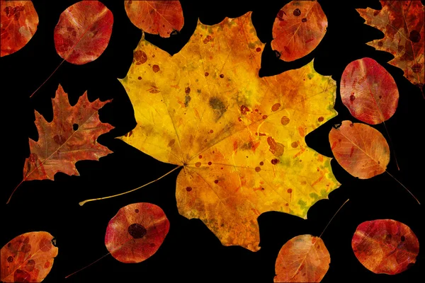 Bunte Herbstblätter — Stockfoto