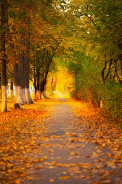 yapraklar sonbaharda Park