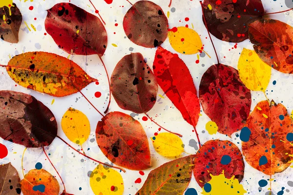 Renkli sonbahar yaprakları