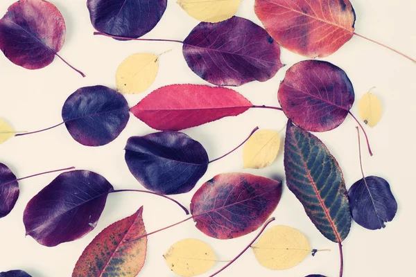 Renkli sonbahar yaprakları