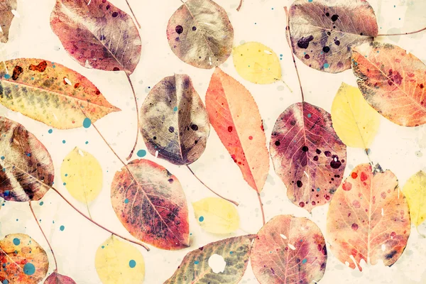 Renkli sonbahar yaprakları