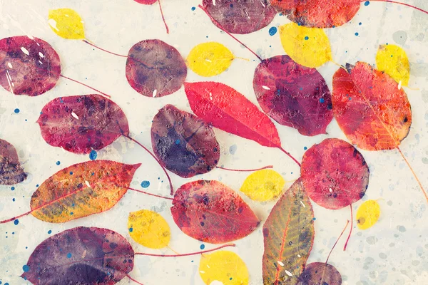 Renkli sonbahar yaprakları