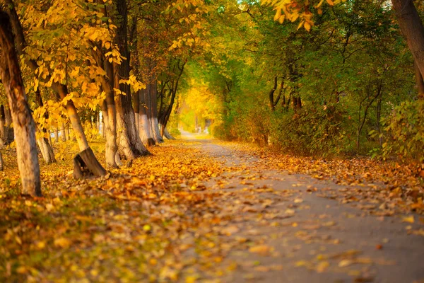 Bladeren in de herfst park — Stockfoto