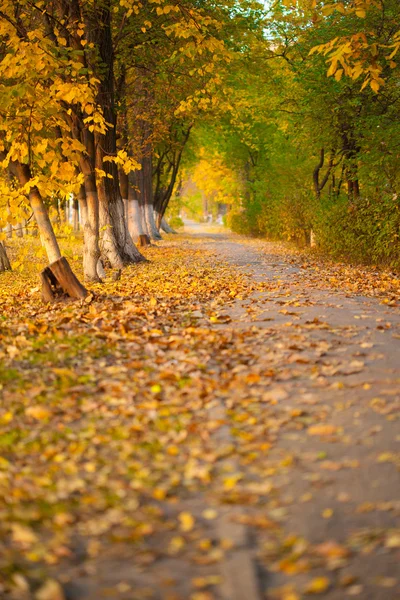 Bladeren in de herfst park — Stockfoto