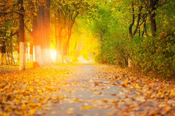 Bladeren in de herfst park — Stockfoto