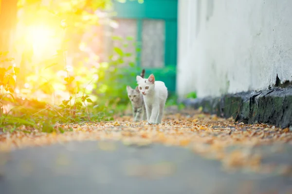 街头的猫的特写镜头 — 图库照片