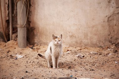 Sokak evsiz kedi