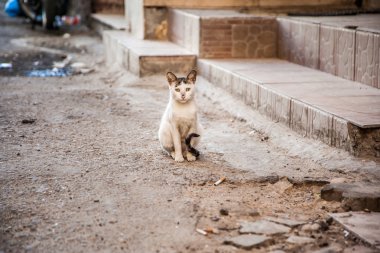 Sokak evsiz kedi