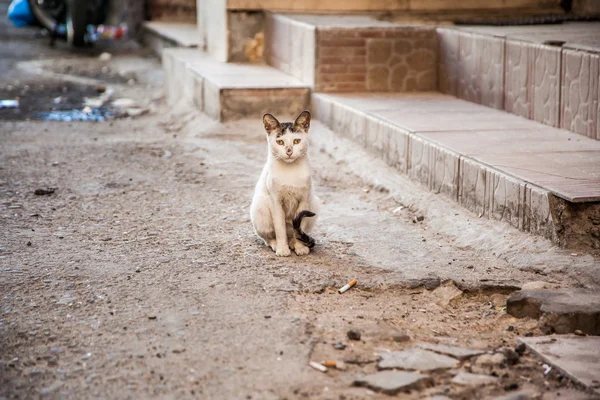 Pouliční bezdomovci kočka — Stock fotografie