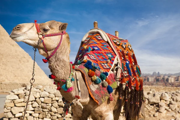 Camel i Egypten och Pyramid — Stockfoto