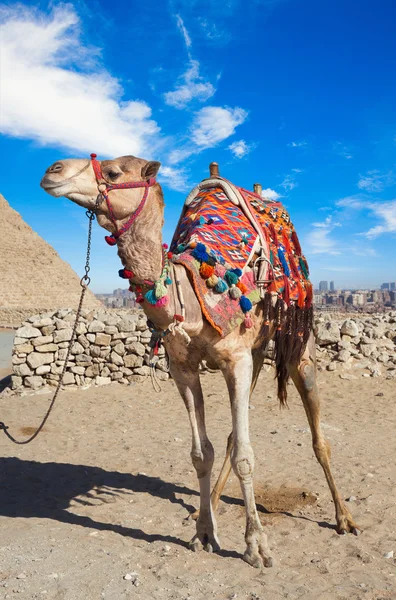 Chameau en Egypte et Pyramide — Photo