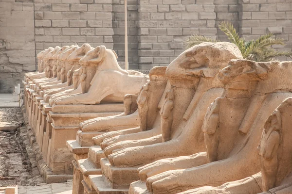 Avenue des sphinx à tête de bélier — Photo