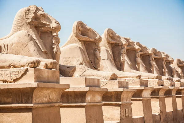 Avenue dari Sphinxes berkepala domba — Stok Foto