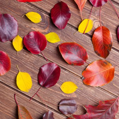 Renkli sonbahar yaprakları