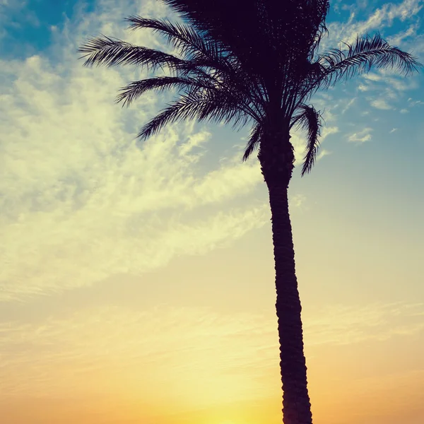 Palmiye ağacının silueti — Stok fotoğraf