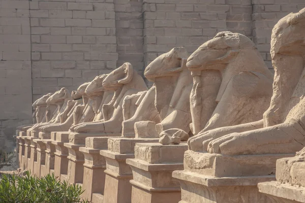 Avenue dari Sphinxes berkepala domba — Stok Foto