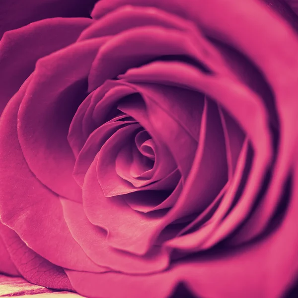 Vacker rosa ros — Stockfoto