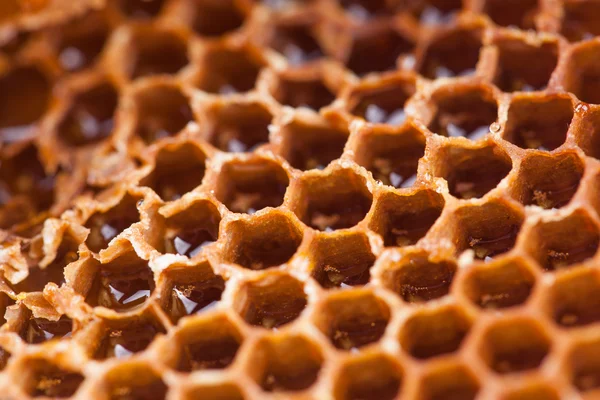 甜蜜蜂巢背景 — 图库照片