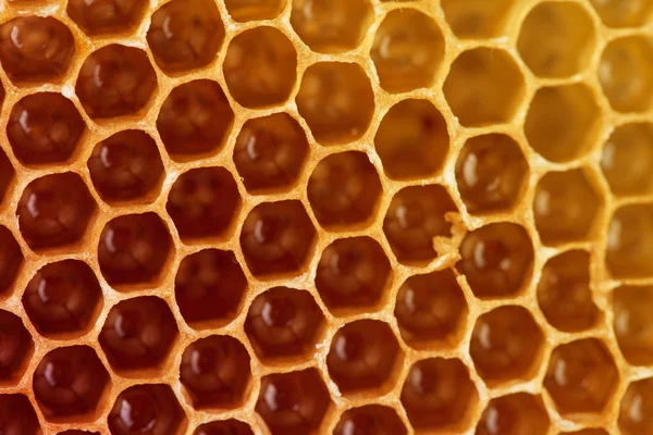 Sweet honungskakor bakgrund — Stockfoto