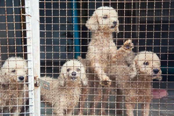 野良犬 — ストック写真