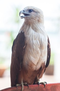 eagle portresi