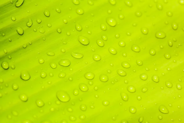 Schönes grünes Blatt — Stockfoto