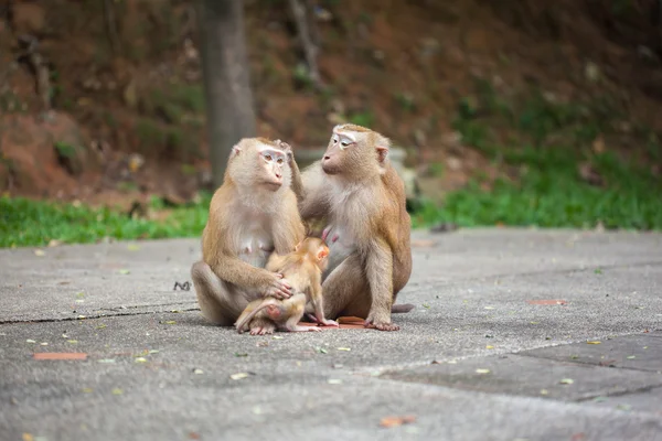 Famiglia delle scimmie — Foto Stock