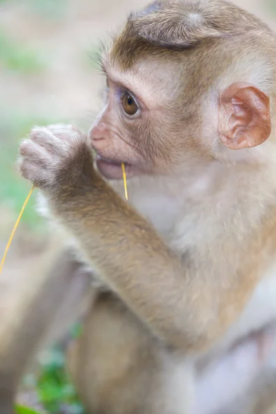 Singe forêt enfant — Photo