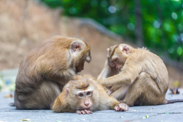猿の家族 — ストック写真