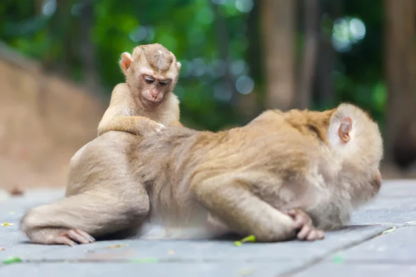 Família de macacos — Fotografia de Stock