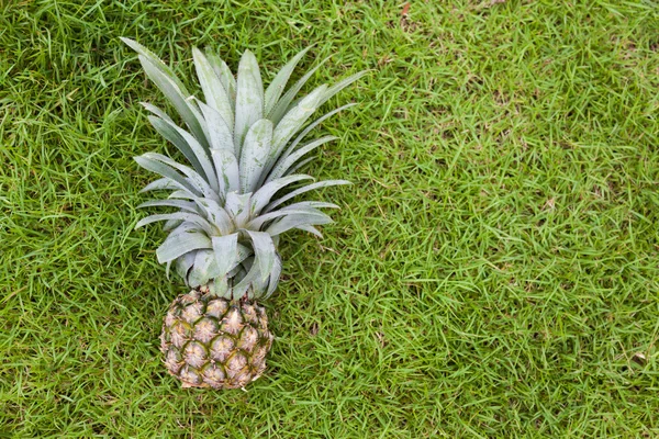 Ananas na zelené trávě — Stock fotografie