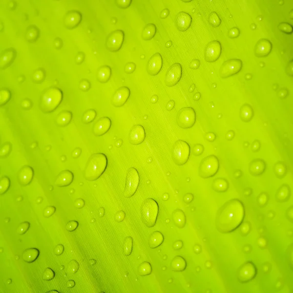 Красиві зелений лист — стокове фото
