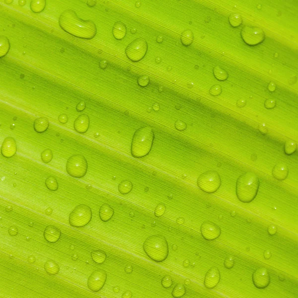 Schönes grünes Blatt — Stockfoto