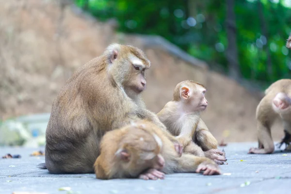 公園の猿の家族 — ストック写真