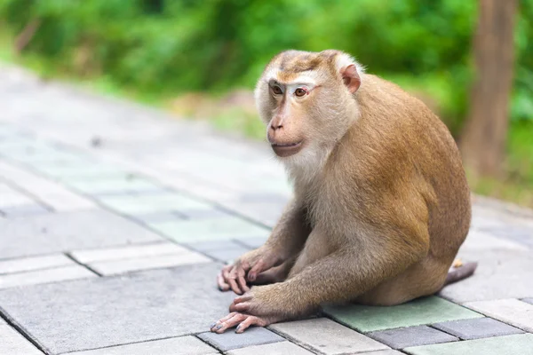 1 つの大人のサル — ストック写真