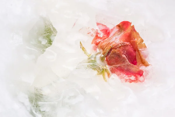 Rosa roja hermosa congelada —  Fotos de Stock
