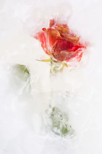 Frozen beautiful red rose — Stock Photo, Image