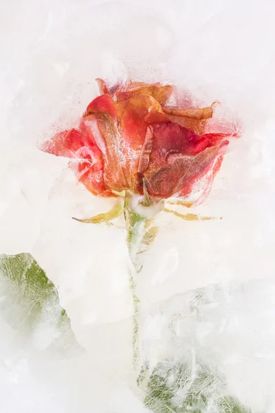 Frozen belle rose rouge — Photo