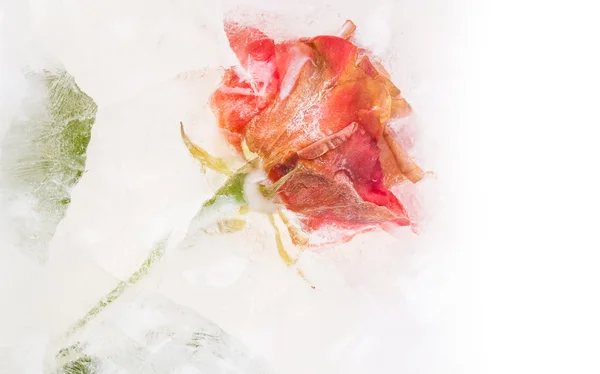 Frozen beautiful red rose — Stock Photo, Image