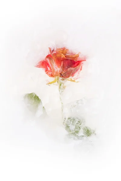 Bella rosa rossa congelata — Foto Stock